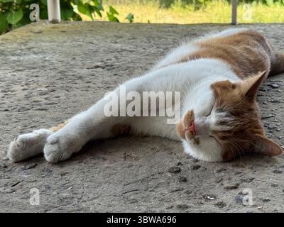 Ginger and white cat sleeping on its side on a concrete porch. Stock Photo