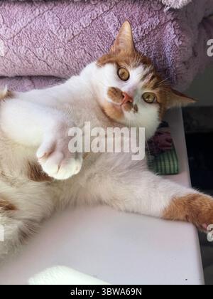Cat resting on its side. Ginger and white cat. Stock Photo