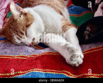 Cat sleeping on its side. Ginger and white cat. Stock Photo