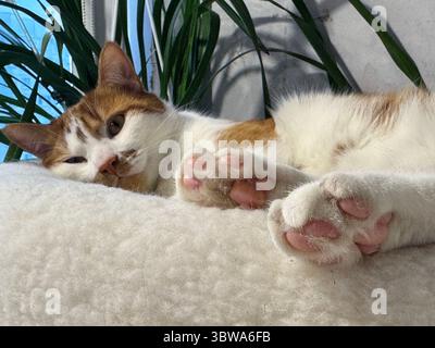 Ginger cat resting in a cat bed. Stock Photo