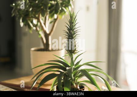 Pineapple in home organic farm. Growing pineapple at home. Gardening Stock Photo