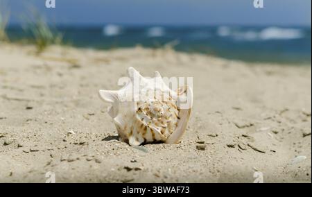 Large huge ocean seashell with spikes on yellow sand against a the blue sea green grass and sky Stock Photo
