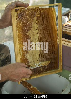 Extracting honey from honeycomb concept. Close up view of beekeeper cutting wax lids with hot knife from honeycomb for honey extraction concept Stock Photo