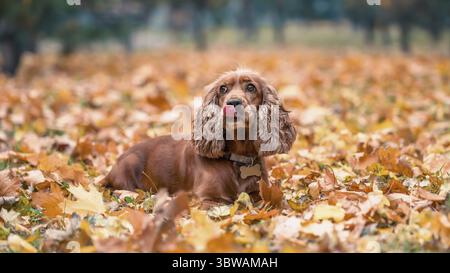 Red-haired purebred dog of the American Cocker spaniel breed lying among the yellow autumn fallen leaves in the park Stock Photo