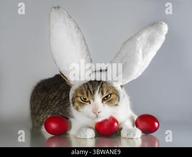 Angry Easter cat in rabbit ears guards three red eggs Stock Photo