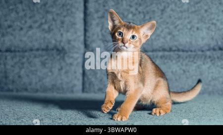 Red Abyssinian kitten playing on a blue sofa with one paw up Stock Photo