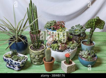 Sansevieria cylindrica Straight - Cylindrical Snake Plant, Sansevieria  Fernwood Mikado, Moon Cactus, Dracaena draco, terrarium. succulents on the  gree Stock Photo - Alamy