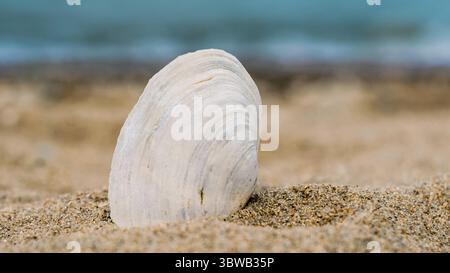 Bright striped shell in quartz sand against the blue sea Stock Photo