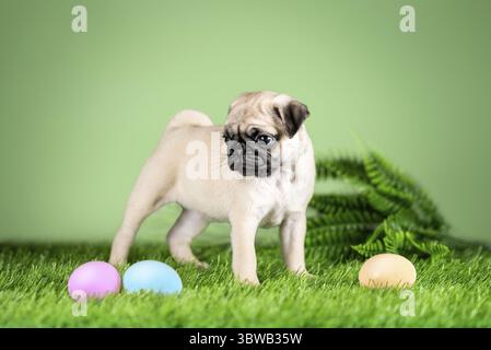 Pug puppy next to Easter colored colored eggs on a green background and artificial grass Stock Photo