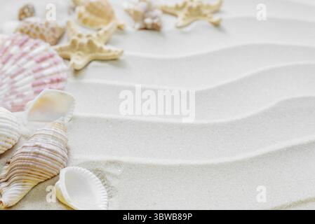 Beautiful frame of clams and starfishes on the background of wavy sea sand Stock Photo