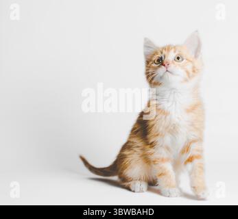 Ginger red tabby kitten sits and looks up on a light background Stock Photo