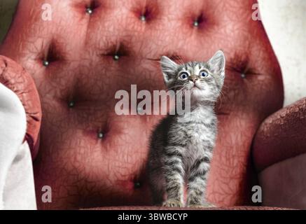 Scared little tabby kitten sitting on a red chair Stock Photo