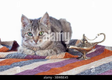 Tabby cat with oriental carpet and brass lamp on white background Stock Photo