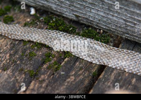A close-up view of a long, translucent strip of shed snake skin, likely from a grass snake (Natrix natrix), lying on weathered wooden planks covered w Stock Photo