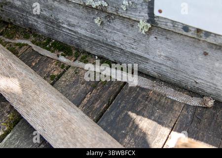 A close-up view of a long, translucent strip of shed snake skin, likely from a grass snake (Natrix natrix), lying on weathered wooden planks covered w Stock Photo