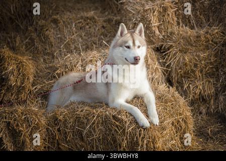 Dog in the hay siberian husky puppy on bundles of straw Stock Photo
