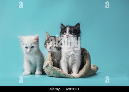 Two fluffy kittens in a sack and one next to the bag on a turquoise background Stock Photo