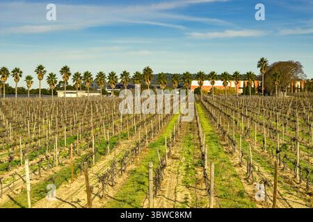 Back Outside Vines growing in countryside outside Montazels, Aude department, France ...