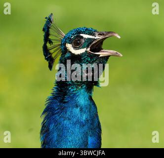 An Indian peacock (Pavo cristatus) vocalizes in Beacon Hill Park in Victoria, British Columbia, Canada. Stock Photo