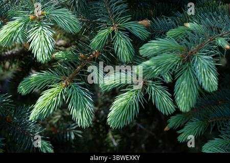 Green spruce branches close up. Natural background. Selective focus Stock Photo