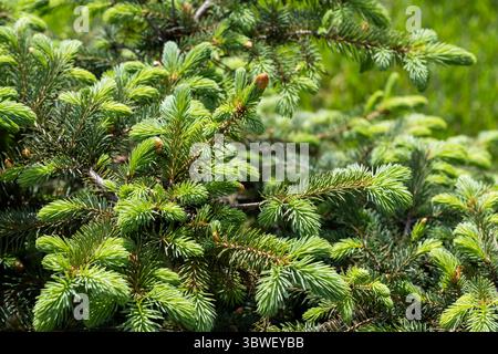 Green spruce branches closeup in forest. Natural background Stock Photo