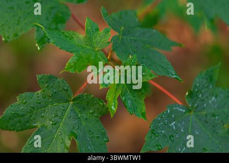 Raindrops on Vibrant Maple Leaves – Fresh Spring or Summer Nature Background with Red Stems Stock Photo