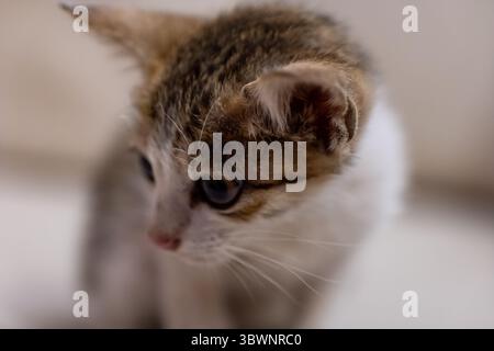 A small kitten with fluffy fur explores its surroundings with curiosity in a cozy indoor setting. Stock Photo