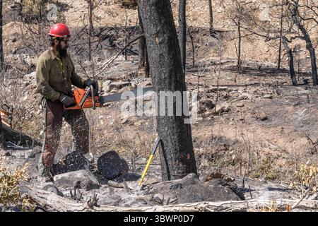 June 26, 2021, Moab, Utah, United States: A sawyer on a hotshot firefighting crew cuts down a tree damaged in a forest fire to mitigate its risk of falling on the road. (Credit Image: © Jon G. Fuller/VW Pics via ZUMA Wire) Stock Photo