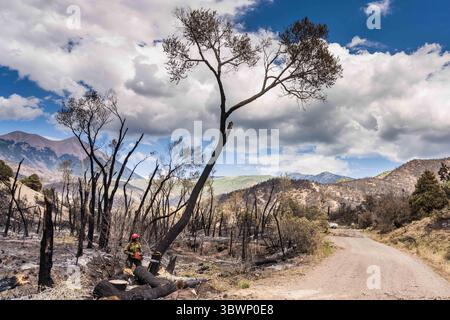 June 26, 2021, Moab, Utah, United States: A sawyer on a hotshot firefighting crew cuts down a tree damaged in a forest fire to mitigate its risk of falling on the road. (Credit Image: © Jon G. Fuller/VW Pics via ZUMA Wire) Stock Photo