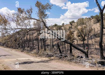 June 26, 2021, Moab, Utah, United States: A sawyer on a hotshot firefighting crew cuts down a tree damaged in a forest fire to mitigate its risk of falling on the road. (Credit Image: © Jon G. Fuller/VW Pics via ZUMA Wire) Stock Photo
