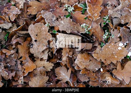 Close-up of frosted oak leaves and green plants on the forest ground during a cold winter day. Stock Photo