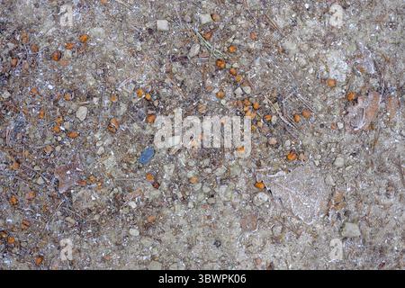 Frosty forest path covered with small stones, pine needles and beech nuts in winter. Stock Photo