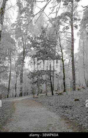 Winter forest with frosty trees and a slightly snow-covered path curving through the landscape. Stock Photo