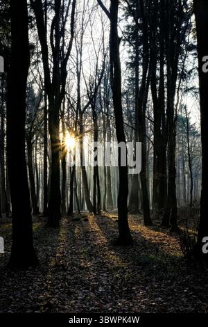 Sunlight streaming through dense forest trees, casting long shadows on the forest floor. A quiet, atmospheric scene captured in the early morning ligh Stock Photo