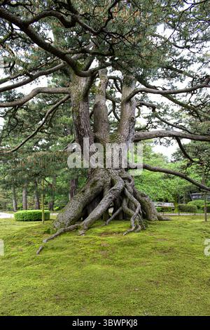 Massive pine tree with sprawling roots growing on a moss-covered hill in a traditional Japanese garden. Stock Photo