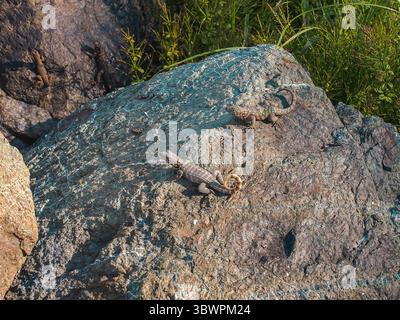 Several lizards basking in the sun on a large rock surface, surrounded by natural vegetation in a warm, outdoor environment. Stock Photo