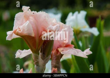 Soft pink flower. Colorful irises in the garden, perennial garden. Gardening. Iris flowers in full bloom on dark green for background, post, screensav Stock Photo