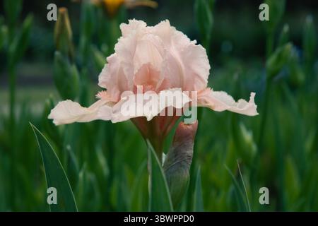 Soft pink flower. Colorful irises in the garden, perennial garden. Gardening. Iris flowers in full bloom on dark green for background, post, screensav Stock Photo
