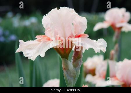 Soft pink flower. Colorful irises in the garden, perennial garden. Gardening. Iris flowers in full bloom on dark green for background, post, screensav Stock Photo