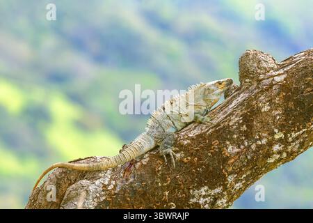 Black Iguana (Ctenosaura similis), lying on a branch, Costa Rica, Puntarenas, Monteverde Stock Photo