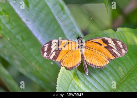 Ismenius Tiger, Tiger Heliconian (Heliconius ismenius), sitting on a leaf, Costa Rica, Puntarenas, Dominical Stock Photo