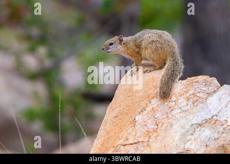 Smith's bush squirrel, tree squirrel, yellow-footed squirrel (Paraxerus cepapi), sitting on a rock, South Africa, Mpumalanga Stock Photo