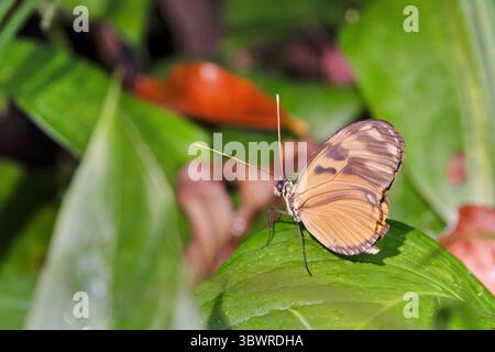 Ismenius Tiger, Tiger Heliconian (Heliconius ismenius), sitting on a leaf, Costa Rica, Puntarenas, Dominical Stock Photo