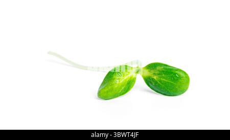 Sunflower microgreen isolated on a white background. High quality photo Stock Photo