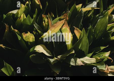 Close up of natural tropical plants between sunlight and shadows. Stock Photo