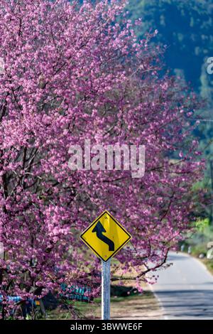 Travel warning signs are placed on the side of the road among suburban trees, such as Wild Himalayan Cherry, when Sakura trees are in full pink bloom Stock Photo