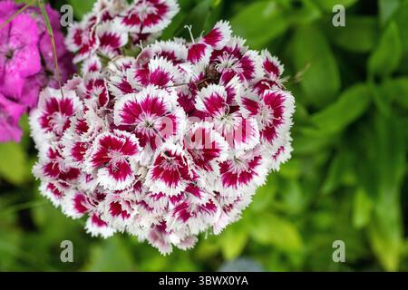 sweet william (dianthus barbatus) Stock Photo
