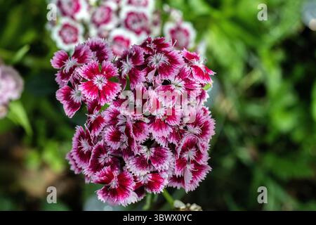 sweet william (dianthus barbatus) Stock Photo