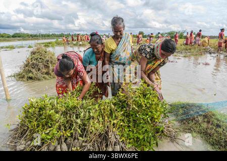 July 22, 2021, Kolkata, West Bengal, India: Women working at a mangrove nursery in a village of South 24 pgs..After cyclone 'Yaas' flooded Sundarbans, damaging nearly 100kms of embankments and million dollars worth of crops, West Bengal government has decided to plant 150 million saplings of mangrove in three districts under The MGNREGA scheme (National Rural Employment Guarantee Act, 2005) to protect the regions from future cyclones and floods. (Credit Image: © Avijit Ghosh/SOPA Images via ZUMA Press Wire) Stock Photo