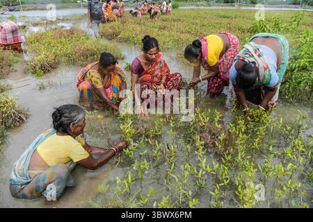 July 22, 2021, Kolkata, West Bengal, India: Women working at a mangrove nursery in a village of South 24 pgs..After cyclone 'Yaas' flooded Sundarbans, damaging nearly 100kms of embankments and million dollars worth of crops, West Bengal government has decided to plant 150 million saplings of mangrove in three districts under The MGNREGA scheme (National Rural Employment Guarantee Act, 2005) to protect the regions from future cyclones and floods. (Credit Image: © Avijit Ghosh/SOPA Images via ZUMA Press Wire) Stock Photo